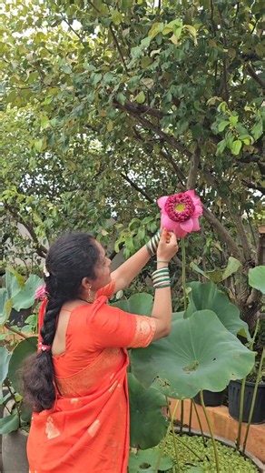 Big Lotus in my garden #lotus #waterlily #flowers #mygarden #homegarden #shorts #viralvideo