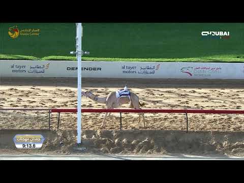 بث مباشر - إيذاع للقبائل - المرموم 09-11-2025 صباحاً - 20 شوطا - 6 كلم