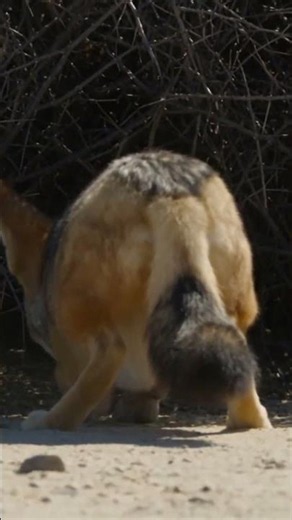 3 Coyotes Chased 1 Roadrunner All Afternoon — And Never Touched It Wildlife Documentary