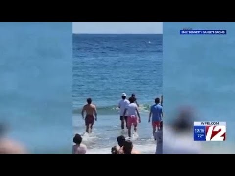Beachgoers try and save stranded dolphin