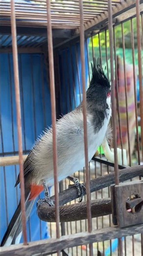 #chaomaohotdau #birds #chaomaohothay