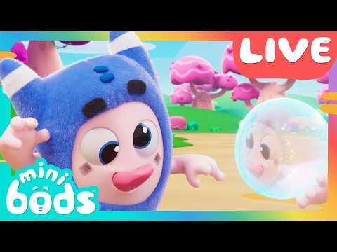 LIVE TV 🔴 Minibods Full Episodes 🌈 Preschool Cartoons