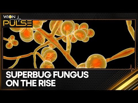 Deadly Super Fungus Spreads as Antibiotic Resistance Makes Containment Hard | WION