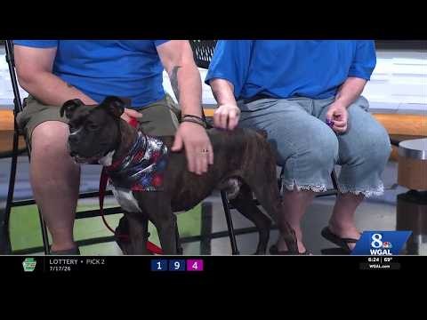 WGAL PAWS AND PALS 71826