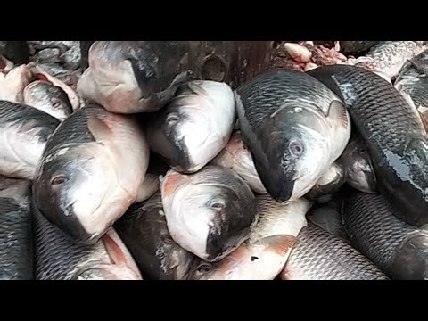 🔴 Live Fish Cutting ASMR | Fresh Seafood Processing from Market