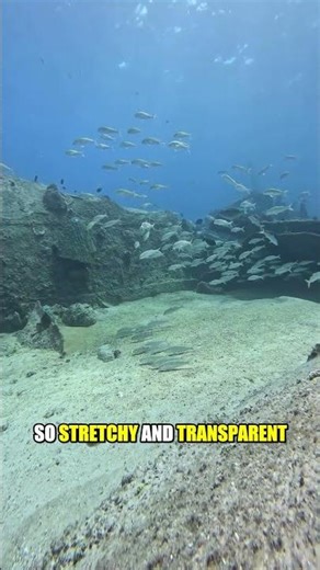 Fish Explodes Predator From Inside