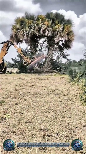 Tractor Hack: Efficient Tree Trimming With Precision! 🚜