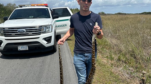 Florida man hailed for grabbing 8-foot python, then given $180 ticket
