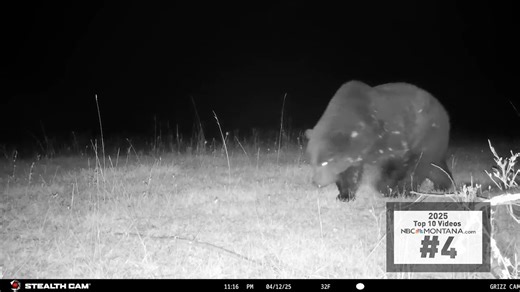 TOP TEN VIDEOS OF 2025: #4 Look at this breathtaking video of a grizzly bear that the Mission Valley Montana Grizz Cam captured. Thank you to Mission Valley Montana Grizz Cam for the incredible video! Share Your Photos and Videos: https://NBCMontana.com/ChimeIn | NBC Montana