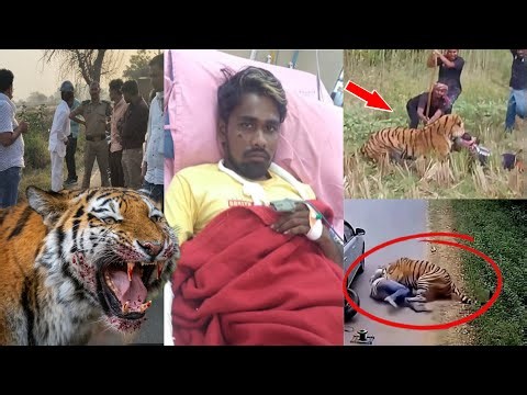 ⚠️टाइगर के हमले में एक आदमी मारा गया😭Tiger Attack Jungle Safari Uttarakhand Wildlife Attack Humans