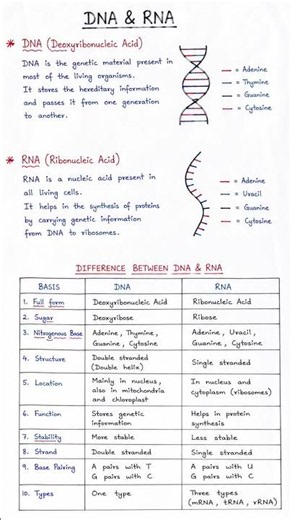 DNA vs RNA | Definition & Differences | Easy Biology Notes