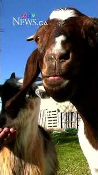 Emotional support goats face removal order