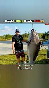 Caught Monster Goupper Fish #shorts