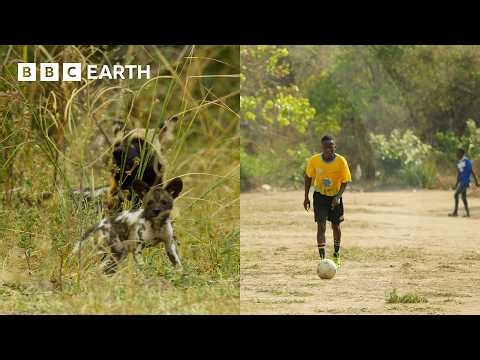 How Is Football Helping Save Zambia’s Carnivores? | Kingdom | BBC Earth