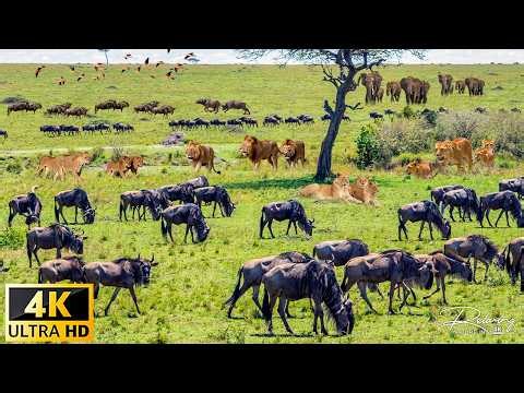 4K African Wildlife: Volcanoes National Park, Africa - Scenic Wildlife Film With African Music