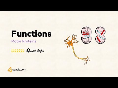 Motor Proteins | Functions