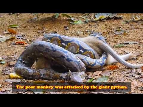 The poor little monkey was swallowed whole by the giant python.
