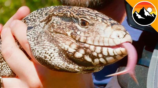 Catching a hungry invader