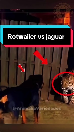 Rotwailer vs Jaguar: Who Would Win in a Wild Animal Showdown?