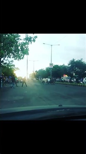 Only in India! 🐂🔥#BullFight #RoadChaos #NatureUncut #Shorts #AnimalBattle #ViralVideo #StreetFight