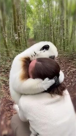 Sifaka Reunites With His Mom 💖