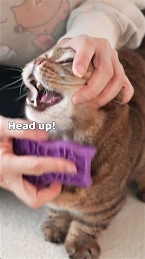 LuLu’s Life-or-Death Brush Time