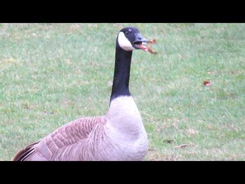 Canada Geese Honking Loud & Fighting