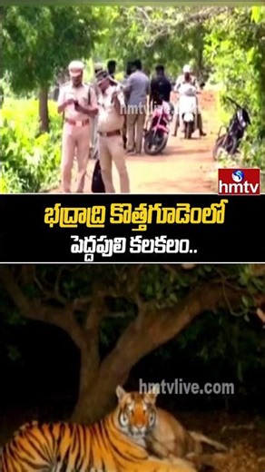 భద్రాద్రి కొత్తగూడెంలో పెద్దపులి కలకలం.. | Bhadradri Kothagudem | Tiger | hmtv