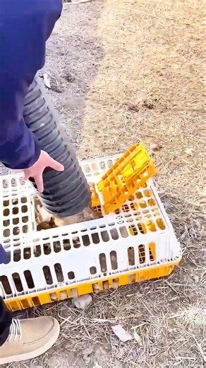 Rabbit Catching Tip: Flexible Tube Limits Movement for Safer Handling! 🐇