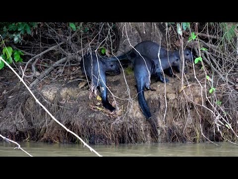 Giant river otters engage in puzzling behaviour