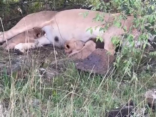 A mother’s love begins from the very first breath — a lioness protecting her 10-day-old newborn cubs.” #lionfamily #cubs #fbreelsfypシ゚viralfbreelsfypシ゚viral | Animals voice