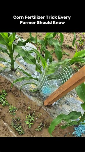 Corn Fertilizer Trick Every Farmer Should Know