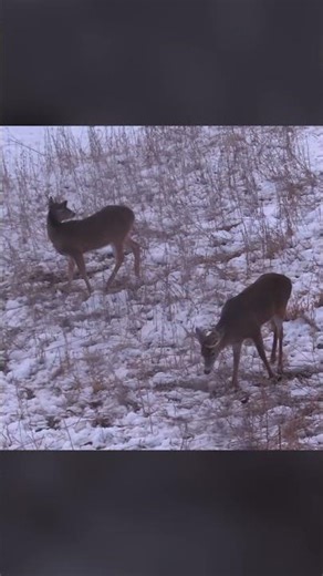 Hunting over food during late season...