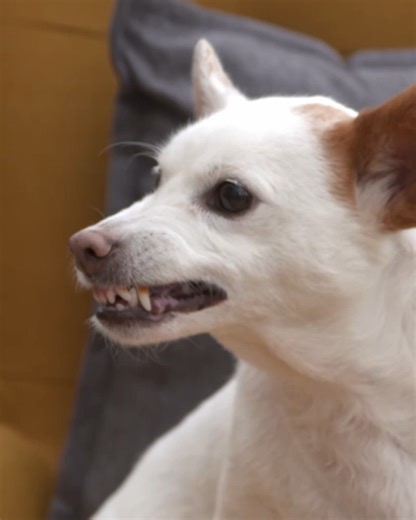 When Bad Behavior Gets Applauded, This Is What Happens😬 #dogsbehavingverybadly #doglover #dogsoﬁnstagram #chihuahua | Dogs Behaving Very Badly