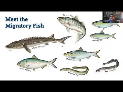 Recovering American Shad and Virginia’s Migratory Fish 🐟