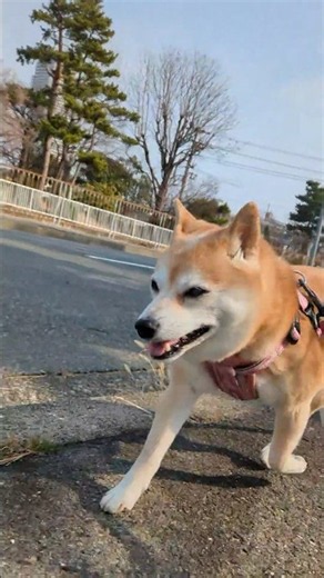 【豆柴リンちゃん】走る走る #shorts #柴犬 #shibainu