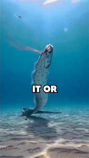These Ocean Creatures Shouldn’t Exist