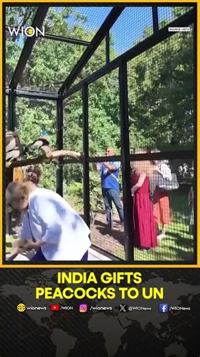 India Gifts Five Peacocks To UN Office In Geneva | WION Shorts