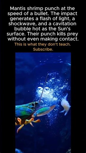Mantis shrimp punch at the speed of a bullet