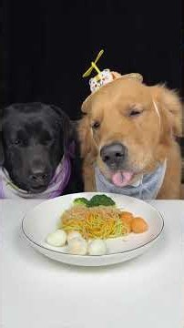 We Eat Therefore We Are Happy. Labrador and Golden. Cute Pet Debut Plan
