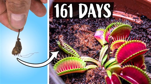 Venus flytrap from seed to hunter: 161 days in 3 minutes (time-lapse journey!)
