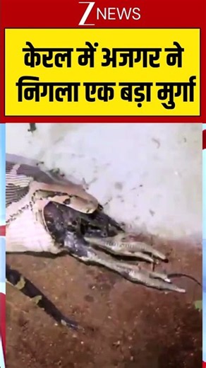 Viral: केरल में अजगर ने निगला एक बड़ा मुर्गा