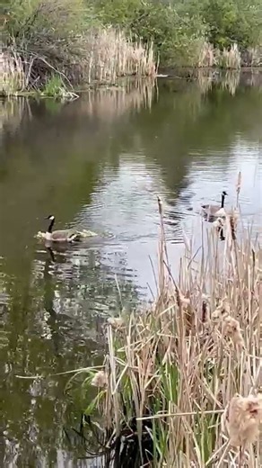 Canadian Goose family! #birdwatching #goose #nature #redwingblackbirds #birdsounds #goslings
