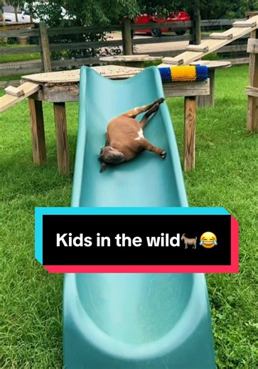 Kids in the wild🐐😂 | Katie Van Slyke