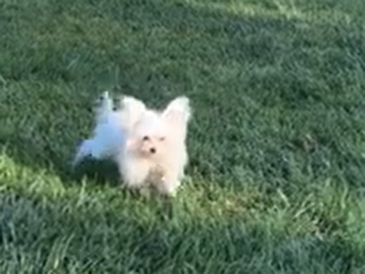 Heidi Klum: Her new puppy, Fritz, is exploring his new home