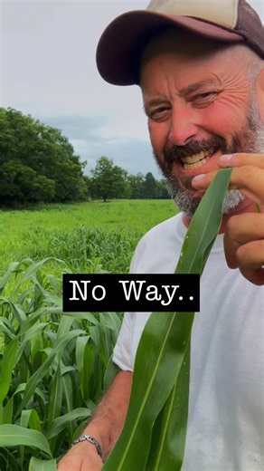 Sorghum-Sudangrass Planting Tips for a Strong Start