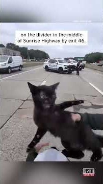 Angry Cat Seems Annoyed To Be Rescued From Highway #shorts