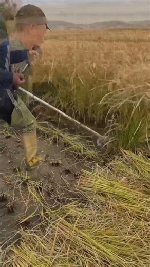 A Low-Cost Single-Row Wheat Harvester #shorts