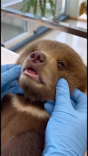 Cuteness Overload: Bear Cub's Gentle Checkup Watch this adorable bear cub enjoy a soothing belly rub and bottle feeding. #fblifestyle #AI Generated using Kling AI . . . (For entertainment purposes only. Consult professionals if guidance on activities is presented. No brand affiliation is implied if any are shown. If inspired by true events, creative adaptations may be included. Content may include public footage.) | Fabiosa Australia