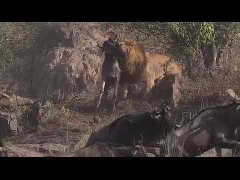 male lion hunt a wildebeest migration got one failed to escape away video 